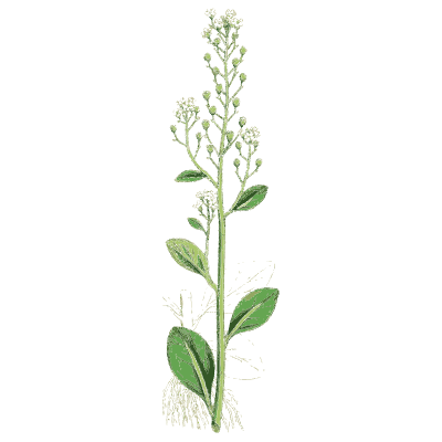 Plantain spike - English Botany, or Coloured Figures of British Plants, Volume 7 - 1863