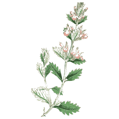Dead-nettle - English Botany, or Coloured Figures of British Plants, Volume 7 - 1863
