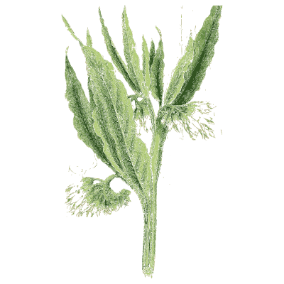 Broad-leaved plantain - English Botany, or Coloured Figures of British Plants, Volume 7 - 1863