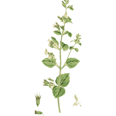 Small whorl-flowered herb - English Botany, or Coloured Figures of British Plants, Volume 7 - 1863