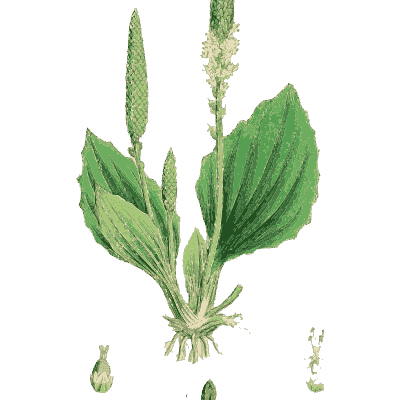 Greater plantain - English Botany, or Coloured Figures of British Plants, Volume 7 - 1863