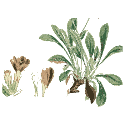 Woolly sage rosette - English Botany, or Coloured Figures of British Plants, Volume 7 - 1863