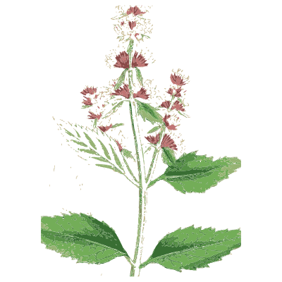 Betony - English Botany, or Coloured Figures of British Plants, Volume 7 - 1863