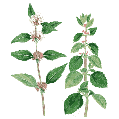 Two mint stems - English Botany, or Coloured Figures of British Plants, Volume 7 - 1863