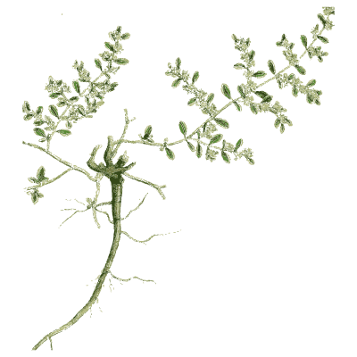 Thyme with spreading root - English Botany, or Coloured Figures of British Plants, Volume 7 - 1863