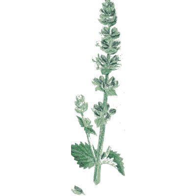 Self-heal - English Botany, or Coloured Figures of British Plants, Volume 7 - 1863