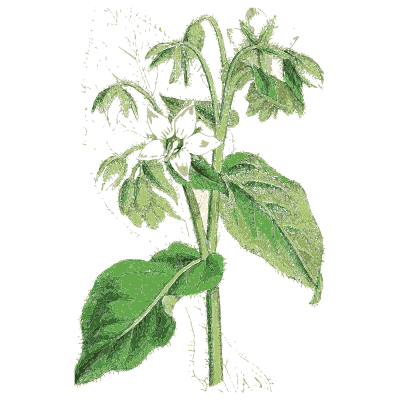 Wood sage - English Botany, or Coloured Figures of British Plants, Volume 7 - 1863