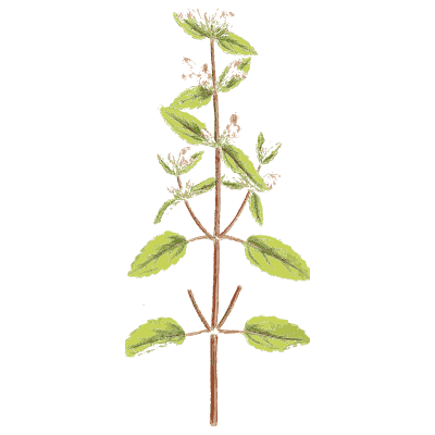 Red-stemmed herb - English Botany, or Coloured Figures of British Plants, Volume 7 - 1863