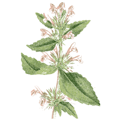 Hemp-nettle - English Botany, or Coloured Figures of British Plants, Volume 7 - 1863