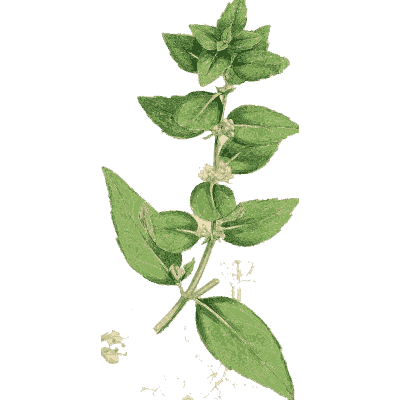 Small-leaved mint 01 - English Botany, or Coloured Figures of British Plants, Volume 7 - 1863
