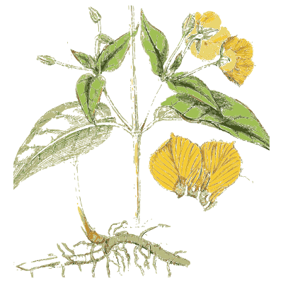 Yellow pea flower with root - English Botany, or Coloured Figures of British Plants, Volume 7 - 1863