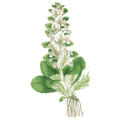 Bugle - English Botany, or Coloured Figures of British Plants, Volume 7 - 1863