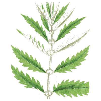 Paired toothed leaves - English Botany, or Coloured Figures of British Plants, Volume 7 - 1863