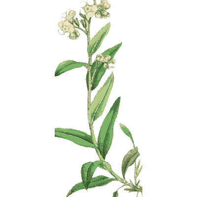 Narrow-leaved herb - English Botany, or Coloured Figures of British Plants, Volume 7 - 1863