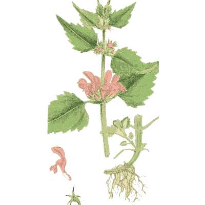 Red dead-nettle - English Botany, or Coloured Figures of British Plants, Volume 7 - 1863