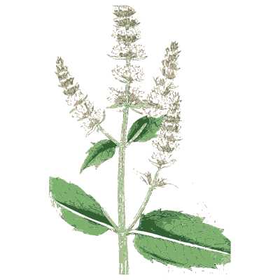 Tall mint spikes - English Botany, or Coloured Figures of British Plants, Volume 7 - 1863