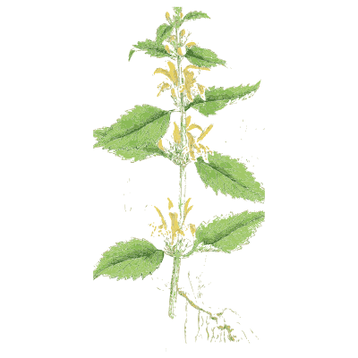 Yellow archangel - English Botany, or Coloured Figures of British Plants, Volume 7 - 1863