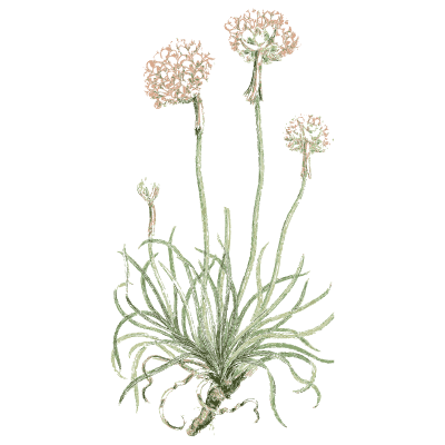 Thrift - English Botany, or Coloured Figures of British Plants, Volume 7 - 1863