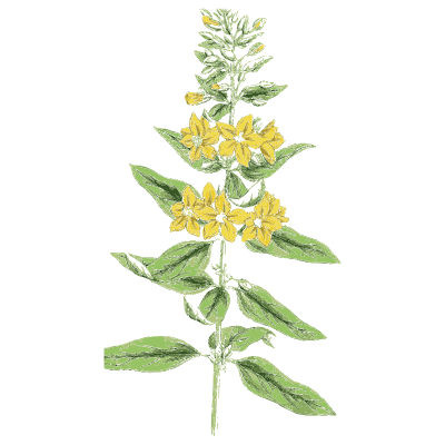 Yellow loosestrife 01 - English Botany, or Coloured Figures of British Plants, Volume 7 - 1863