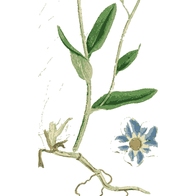 Blue-flowered slender herb - English Botany, or Coloured Figures of British Plants, Volume 7 - 1863