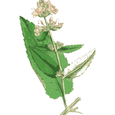 Sage - English Botany, or Coloured Figures of British Plants, Volume 7 - 1863