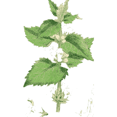 Heart-leaved herb - English Botany, or Coloured Figures of British Plants, Volume 7 - 1863