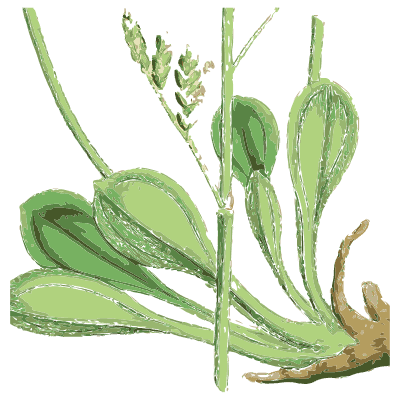 Plantain leaves with thick root - English Botany, or Coloured Figures of British Plants, Volume 7 - 1863