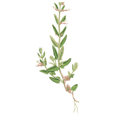 Slender small-leaved spike - English Botany, or Coloured Figures of British Plants, Volume 7 - 1863