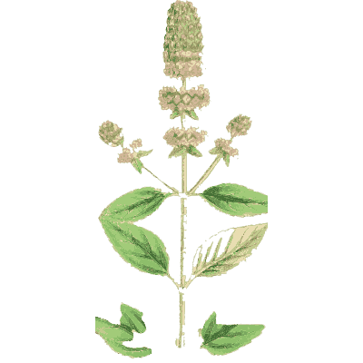 Spiked mint - English Botany, or Coloured Figures of British Plants, Volume 7 - 1863
