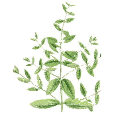 Bushy thyme - English Botany, or Coloured Figures of British Plants, Volume 7 - 1863