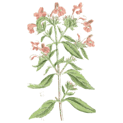 Pink-flowered herb - English Botany, or Coloured Figures of British Plants, Volume 7 - 1863