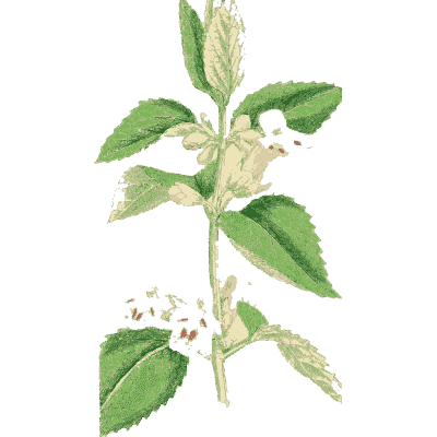 Pale hooded-flower stem - English Botany, or Coloured Figures of British Plants, Volume 7 - 1863