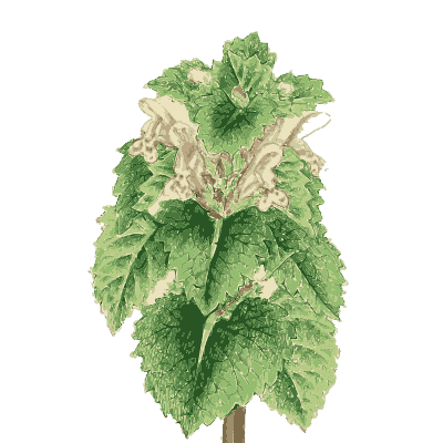 White dead-nettle - English Botany, or Coloured Figures of British Plants, Volume 7 - 1863