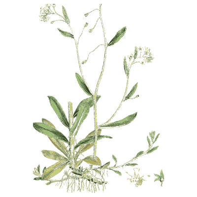Fleshy-leaved clump - English Botany, or Coloured Figures of British Plants, Volume 7 - 1863