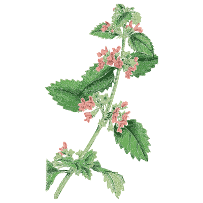 Calamint - English Botany, or Coloured Figures of British Plants, Volume 7 - 1863