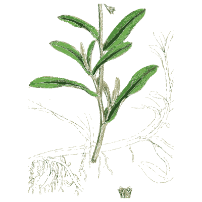 Lance-leaved stem with root - English Botany, or Coloured Figures of British Plants, Volume 7 - 1863