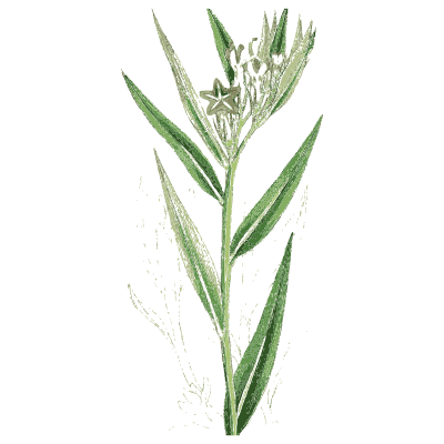 Narrow-leaved stem with small flower - English Botany, or Coloured Figures of British Plants, Volume 7 - 1863