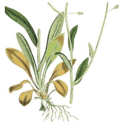 Sea plantain - English Botany, or Coloured Figures of British Plants, Volume 7 - 1863