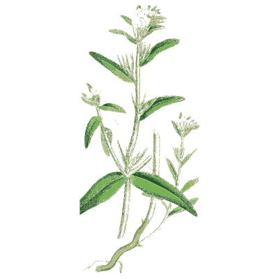 Narrow-leaved spike - English Botany, or Coloured Figures of British Plants, Volume 7 - 1863
