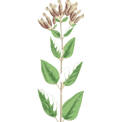 Pink-headed herb - English Botany, or Coloured Figures of British Plants, Volume 7 - 1863
