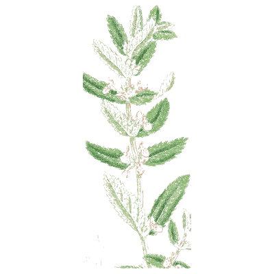 Slender woundwort - English Botany, or Coloured Figures of British Plants, Volume 7 - 1863