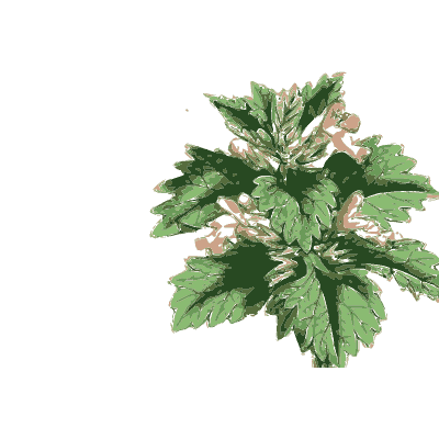 Dark-leaved rosette with pink flowers - English Botany, or Coloured Figures of British Plants, Volume 7 - 1863