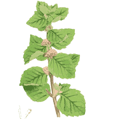 Balm 01 - English Botany, or Coloured Figures of British Plants, Volume 7 - 1863