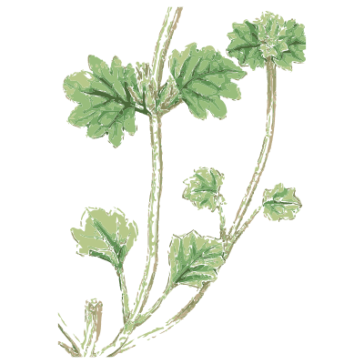 Creeping scalloped-leaved stem - English Botany, or Coloured Figures of British Plants, Volume 7 - 1863
