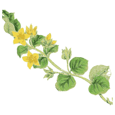 Creeping yellow loosestrife - English Botany, or Coloured Figures of British Plants, Volume 7 - 1863