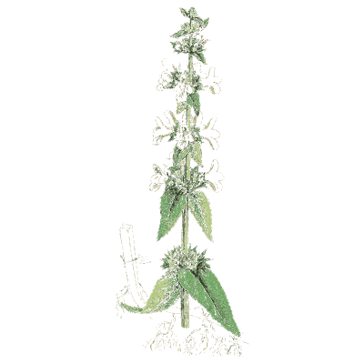 Catmint - English Botany, or Coloured Figures of British Plants, Volume 7 - 1863