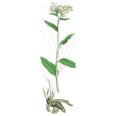 Narrow-leaved herb with root - English Botany, or Coloured Figures of British Plants, Volume 7 - 1863