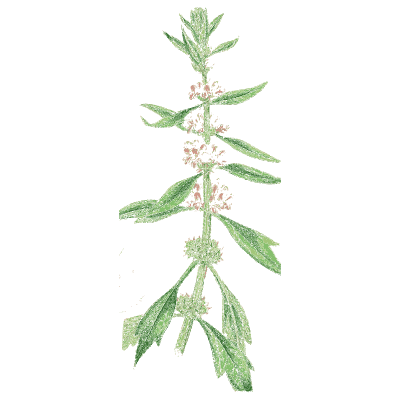 Narrow-leaved woundwort - English Botany, or Coloured Figures of British Plants, Volume 7 - 1863