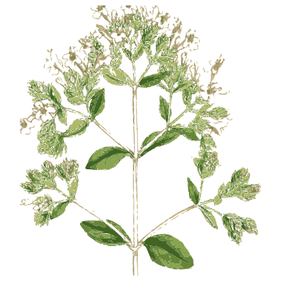 Wild marjoram - English Botany, or Coloured Figures of British Plants, Volume 7 - 1863