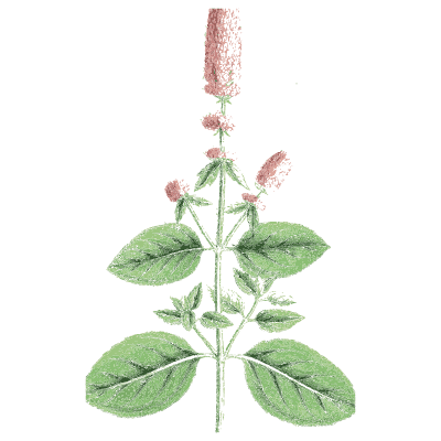 Water mint - English Botany, or Coloured Figures of British Plants, Volume 7 - 1863
